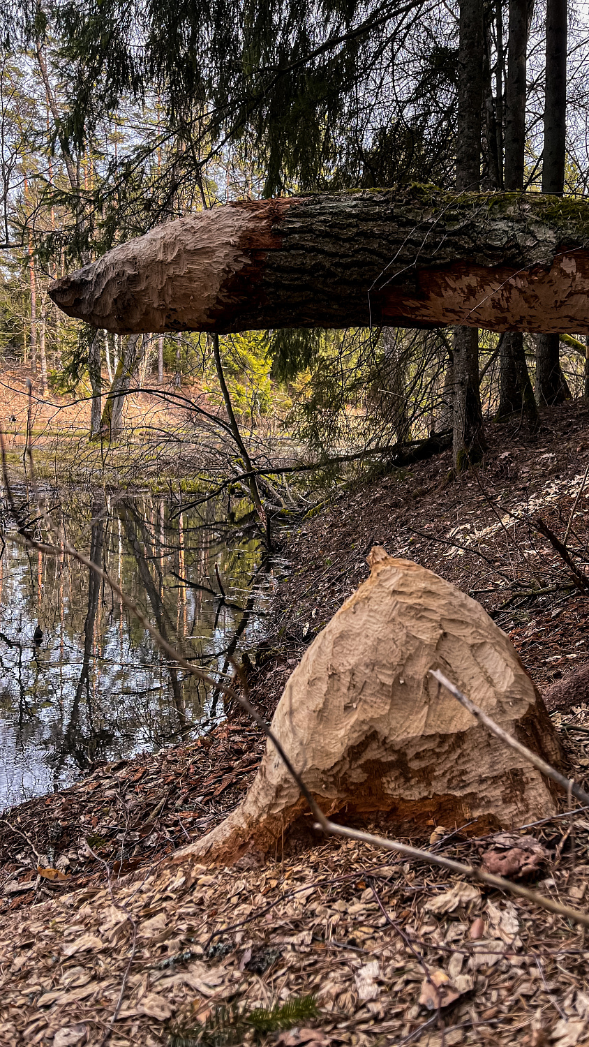 Поход выходного дня TRAVERS Ислочь